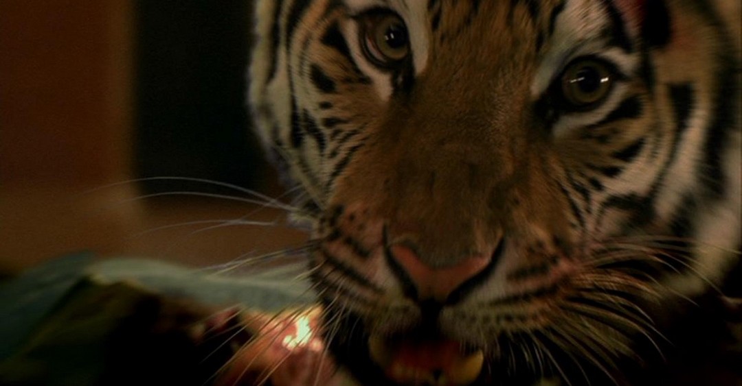 Burning Bright house of the tiger