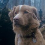 Netflix, Prime Video, Shadowz… Quels films voir en octobre 2025 ?