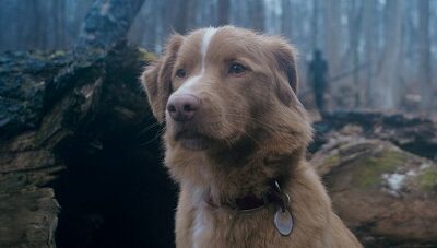 Netflix, Prime Video, Shadowz… Quels films voir en octobre 2025 ?