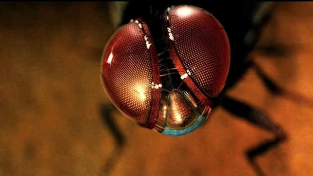 Eega : la mouche vengeresse de S.S. Rajamouli