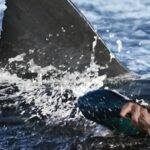 De Deep Water à Beast of War, 10 films de requins à découvrir